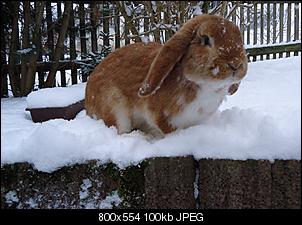 Fotoecke vom Deutschen Widder Fridolin-frido8213bg.jpg