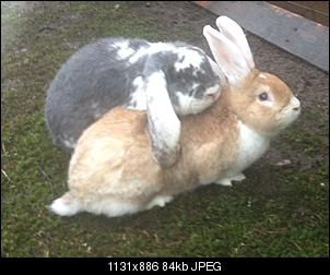 Meine lustige Herde-image.jpg
