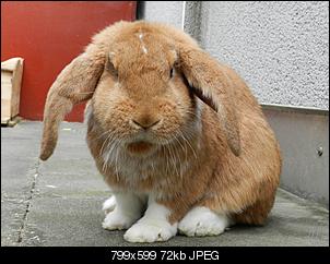 Fotoecke vom Deutschen Widder Fridolin-192-800x600-.jpg