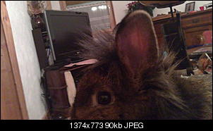 Meine 13 Zwerge-14122011081.jpg