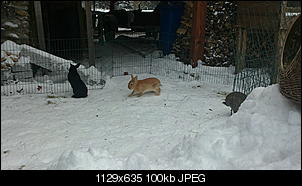 Meine 13 Zwerge-18122011086.jpg