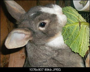 Kaninchen12345 Thread!!!-sam_3128.jpg