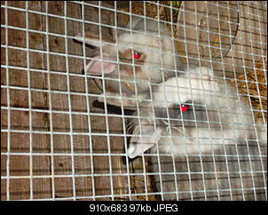 Kaninchen12345 Thread!!!-sam_3136.jpg