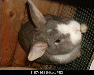 Kaninchen12345 Thread!!!-sam_3124.jpg