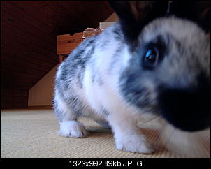 Nala-foto0331.jpg