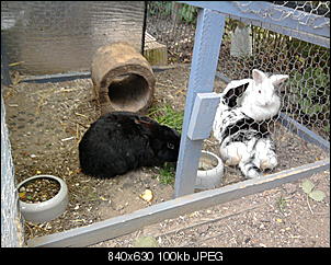 Meine Kaninchen-foto0173.jpg