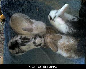 meine tierfamilie was habt ihr f�r tiere?-24-06-10_1221.jpg