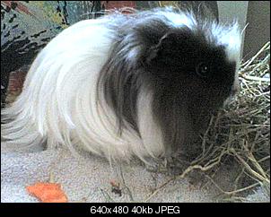 meine tierfamilie was habt ihr f�r tiere?-14-02-10_1442.jpg