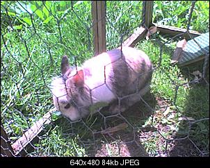 meine tierfamilie was habt ihr f�r tiere?-24-05-10_1312.jpg