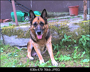 meine tierfamilie was habt ihr f�r tiere?-07-08-09_1404.jpg-bev.jpg