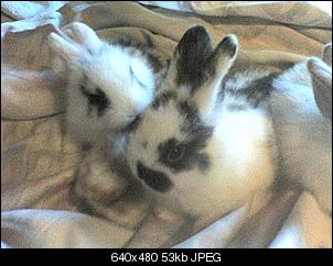meine tierfamilie was habt ihr f�r tiere?-18-06-10_1632.jpg