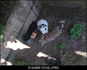 meine tierfamilie was habt ihr f�r tiere?-a252%5B1%5D.jpg