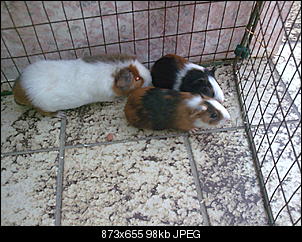 meine tierfamilie was habt ihr f�r tiere?-a145%5B1%5D.jpg