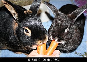meine tierfamilie was habt ihr f�r tiere?-89.jpg