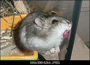 meine tierfamilie was habt ihr f�r tiere?-b%E4h-.jpg