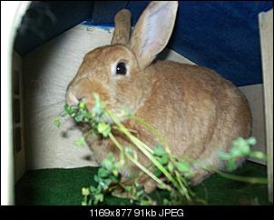 Yoshi (ehemals Asterix) ist da!-015.jpg