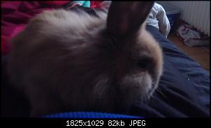 Cookie & Muffin-imag0436.jpg