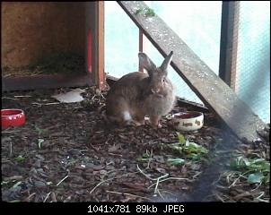 Ein neues Kaninchen ist eingezogen:)-2013-09-03-19.49.47.jpg