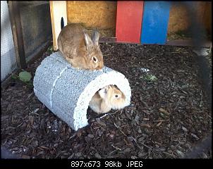 Ein neues Kaninchen ist eingezogen:)-2013-09-03-16.27.48.jpg