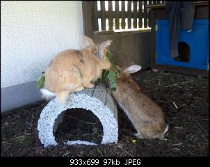 Ein neues Kaninchen ist eingezogen:)-2013-09-05-13.18.52.jpg