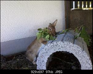 Ein neues Kaninchen ist eingezogen:)-2013-09-05-13.22.18.jpg