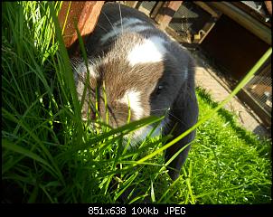 meine kaninchen ;)-bilder-von-laura-kamera-094.jpg