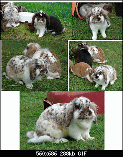 Die Murgelkinder-dalmil%F6we.gif