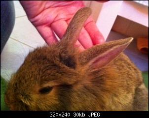 Junges Kaninchen gefunden-image.jpg