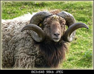 M�nnlich, ledig, jung sucht ....-h%F6rnchen.jpg