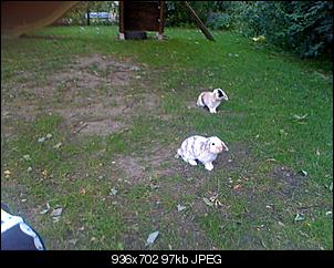 Snoopy und Fibie  sind eingezogen!-img_0325.jpg