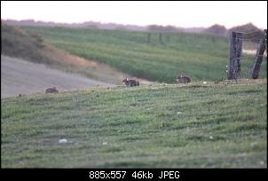 Fotos von Wildkaninchen-1.jpg