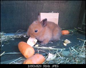 unsere 6 Babys - nun knapp 3 Wochen alt-wp_001396.jpg
