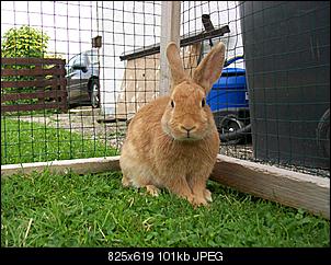 Yoshi (ehemals Asterix) ist da!-149.jpg