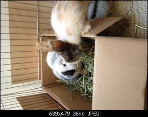 Nala und Simba-foto-1-1.jpg