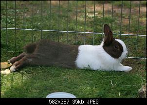 Meine Kaninchen und ich-img_5361-klein.jpg