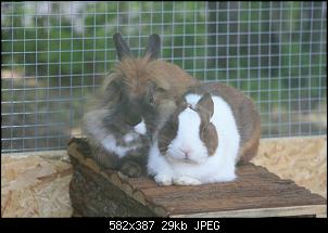 Meine Kaninchen und ich-img_5805-klein.jpg