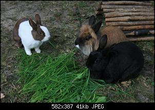 Meine Kaninchen und ich-img_5876-klein.jpg