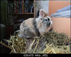 Luna und Rex sind neu hier!♥-img_0975.jpg