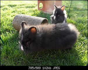 Ich m�chte meine Kaninchen auch mal vorstellen:)-sam_0494.jpg
