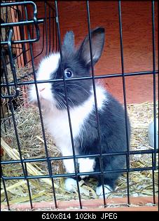 Ich m�chte meine Kaninchen auch mal vorstellen:)-2013-06-25-20.19.58.jpg