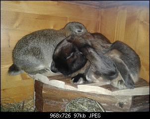 2 oder 4 Kaninchen-hera-merlin-zeus.jpg