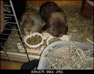 2 oder 4 Kaninchen-hera-merlin.jpg