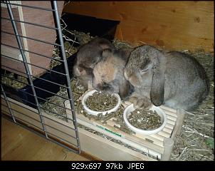 2 oder 4 Kaninchen-merlin-samy-hera-futter.jpg