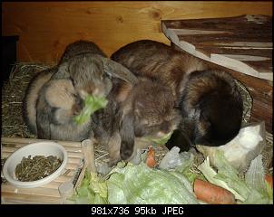 2 oder 4 Kaninchen-rasselbande2.jpg