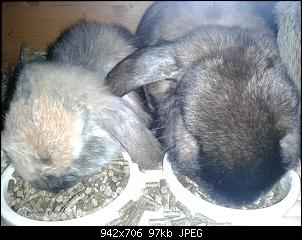 2 oder 4 Kaninchen-zeus-samy-.jpg