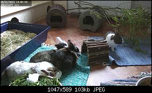 Unsere vier Wackelnasen-snap_20131124-140550.jpg