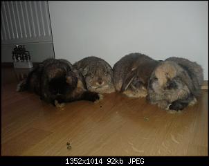 Die Rasselbande :)-gruppenfoto_schlafen.jpg