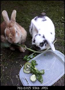 Mummelzwerg m�chte sich vorstellen-01_07_2012-006.jpg
