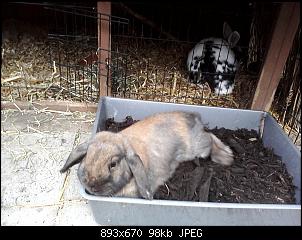 Mummelzwerg m�chte sich vorstellen-meine-tiere-10_2012-061.jpg