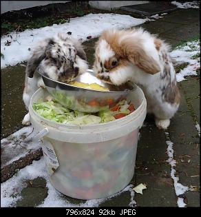 Die Murgelkinder-futterdiebe1.jpg